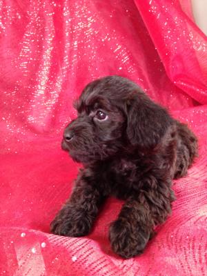 Female Schnoodle #8|Schnoodle Breeders in New Jersey and Massachusetts would like to know how we can ship our Schnoodles for only $150!